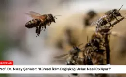 Prof. Dr. Nuray Şahinler: “Küresel İklim Değişikliği Arıları Nasıl Etkiliyor?”