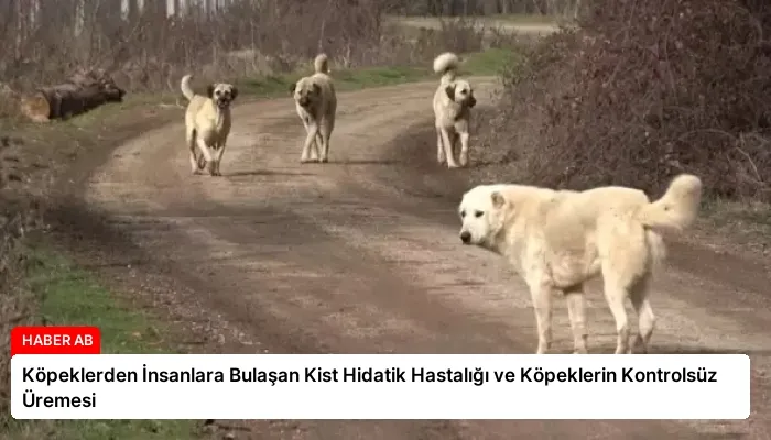 Köpeklerden İnsanlara Bulaşan Kist Hidatik Hastalığı ve Köpeklerin Kontrolsüz Üremesi