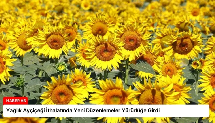 Yağlık Ayçiçeği İthalatında Yeni Düzenlemeler Yürürlüğe Girdi