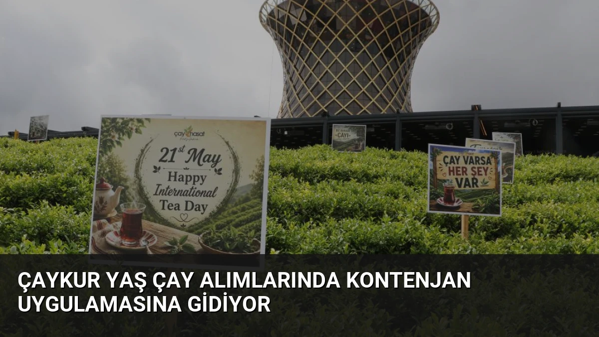 ÇAYKUR Yaş Çay Alımlarında Kontenjan Uygulamasına Gidiyor