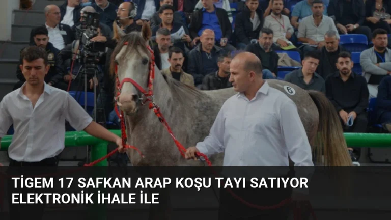 Tigem 17 Safkan Arap Koşu Tayı Satıyor Elektronik İhale ile
