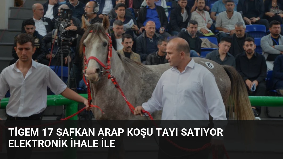Tigem 17 Safkan Arap Koşu Tayı Satıyor Elektronik İhale ile
